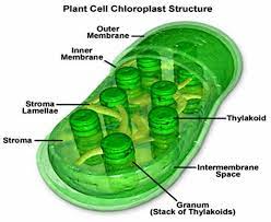 Here in the plant's cells diagram, various parts of a plant cell are highlighted. Plant Life Chloroplasts And Other Plastids