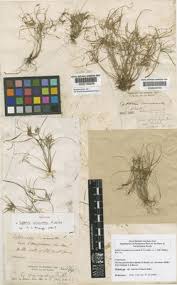 Image result for Pycreus macrostachyus