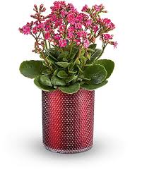 Image result for Kalanchoe