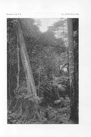 Image result for Vernonia ituriensis