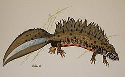 Toward the end of the month, extreme frost gave the bulgarians an opportunity to enter the danube delta. Triturus Dobrogicus Wikispecies