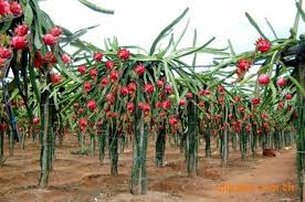 吃火龍果扔掉皮 可惜的讓人心疼 來看看吧 plants love lies bleeding flowers