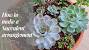 Indoor Succulent Arrangements