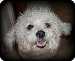 Bichon frises are very companionable and like to go everywhere with their people. Mississauga On Bichon Frise Meet Clara A Dog For Adoption Bichon Frise Dog Adoption Bichon