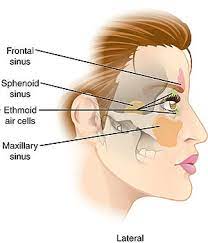 Paranasal Sinuses Wikipedia
