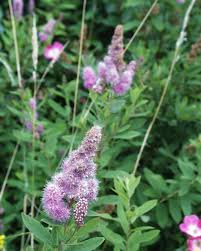 Image result for Spiraea billardii
