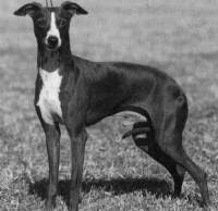 Maybe you would like to learn more about one of these? Italian Greyhound Janedogs