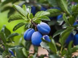 Jan 04, 2019 · many fruit trees are deciduous, losing their leaves in late autumn and starting new growth in spring. Prune Plum Tree Information On When And How To Trim Plums