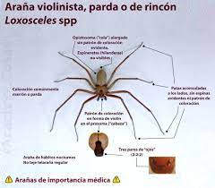 Es una de las especies más grandes de loxosceles; Soy Aracnologo Preguntame Lo Que Quieras A Twitter Placa Que Enlista Las Caracteristicas Principales Para Poder Reconocer A Las Aranas Violinistas Pardas O De Rincon Genero Loxosceles Loxosceles Spiderinfo Arana Violinista Https T Co