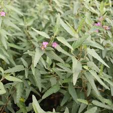 Image result for Melochia