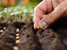 Check spelling or type a new query. Can You Plant Fresh Seeds Harvesting And Planting Seeds Same Season