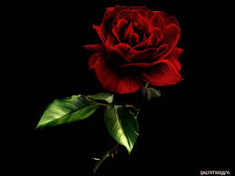 Here you can find the best red rose wallpapers uploaded by our community. Black And Red Rose Wallpapers Top Free Black And Red Rose Backgrounds Wallpaperaccess