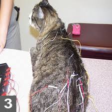 Chronic kidney disease (ckd) is the no. Chronic Pain In Cats With Degenerative Joint Disease Clinician S Brief