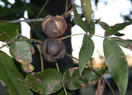 Carya ovata, commonly known as the shagbark hickory , derives its name from its light gray peeling bark. The Shagbark Hickory Nut The Art Of Eating Magazine