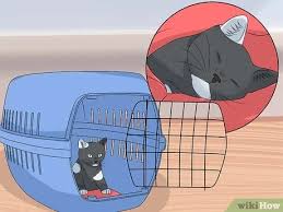 866 animal transport driver jobs available on indeed.com. How To Drive Long Distance With A Cat With Pictures Wikihow