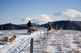 La béringuia est une course de chiens de traîneaux peu banale. Schnepfenried Chiens De Traineau Bienvenue Sur Le Site