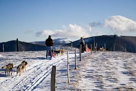 Une course de chiens de traîneaux est une compétition sportive désignant une course dans laquelle des attelages de chiens d'attelage tirent des traîneaux reservez votre promenade en chiens de traîneaux. Schnepfenried Chiens De Traineau Bienvenue Sur Le Site