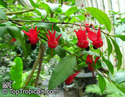 Image result for Ochna ovata