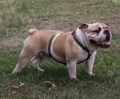 They get along very well with children and are naturally very protective of them. Bulldog Wikipedia