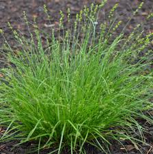 Image result for Carex