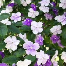 Image result for Brunfelsia australis
