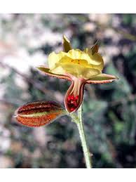 Image result for Pomaria