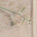 Image result for Urochloa semiundulata