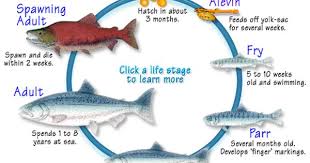 Pacific Salmon Migration Routes Google Search Fish Life Cycle Life Cycles Alaska Salmon
