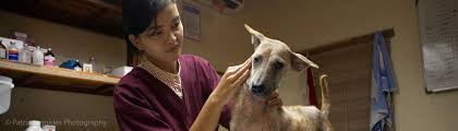 See more ideas about endangered animals, animals, endangered. Saving Animals In Indonesia Barc
