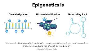 Epigenetics 1 Introduction To Epigenetics Epigenetics Gene Expression Dna Methylation