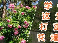 天狼说月季 养护 月季盛夏养护要点 修剪 浇水和施肥超清 youtube youtube playlist make it yourself