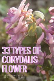33 Different Types Of Corydalis Flowers And Its Medical Uses Light Pink Flowers Flowers Shade Plants