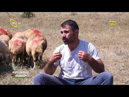 Kangal Koyunu Yetistiriciligi Kucukbas Dunyasi Ciftci Tv Youtube Tv Koylar Ciftci