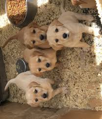 Buy and sell on gumtree australia today! Golden Retriever Puppies For Sale Twin Falls Id 298777