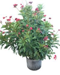 Image result for Jatropha multifida