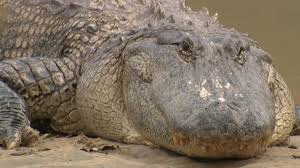 Gator spotted close to walking trail near Buffalo Bayou Park