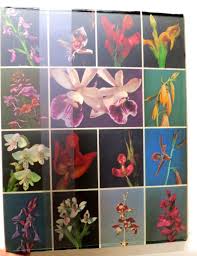 Image result for Habenaria rhopalostigma