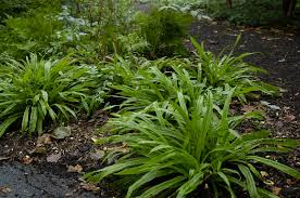 Image result for Lepidagathis plantaginea