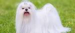teacup puppies for sale in Virginia Classifieds & Buy and ...