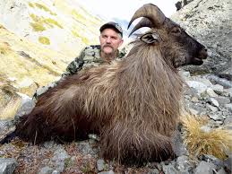 Himalayan Tahr Hunting In New Zealand Big Game Hunting Adventures