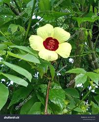 Image result for Hibiscus surattensis