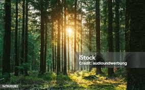 ‫غابة‬‎ ile ilgili görsel sonucu