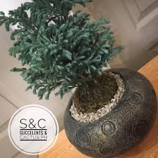 This page contains the diy recipe for pine bonsai tree, as well as items that can be made by crafting with pine bonsai tree in animal crossing: Himalayan Blue Pine Pinus Succulents Cactus Ph Facebook