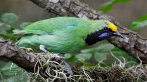 Merdunya suara burung cucak ijo di alam liar. Ratusan Cucak Hijau Dan Murai Batu Kalimantan Ditemukan Mati Saat Diselundupkan Tribun Jogja