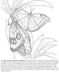 The morpho peleides butterfly coloring pages to view printable version or. Pin On Butterflies To Color