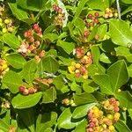 Image result for Searsia natalensis