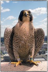 Peregrine Falcon Birds Of Prey New York Baltimore S Peregrine Falcon Birds Of Prey Peregrine Falcon Backyard Birds
