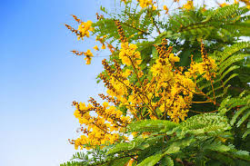 Image result for Peltophorum pterocarpum