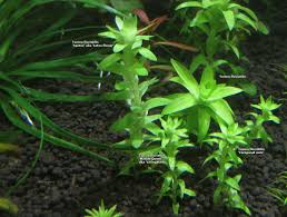 Image result for Limnophila fluviatilis