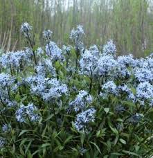 Check spelling or type a new query. Evergreen Nursery Inc Wholesale Perennials Groundcovers For Garden Centers Landscapers Amsonia Storm Cloud Blue Star Proven Winners